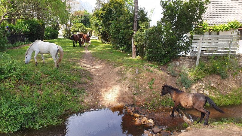 SmoothBookings Greyton - self catering accommodation in Poplar House or Wagtail Cottage